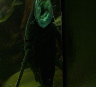 Aquarium Berlin