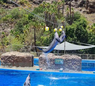 Tolle Delphin Show