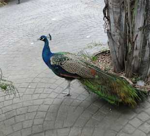 Pfau im Garten