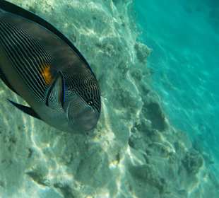 Traumhaftes Hausriff