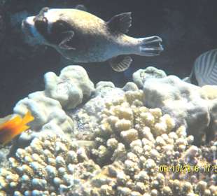 Masken Kugelfisch