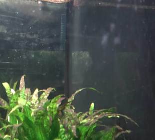 Aquarium