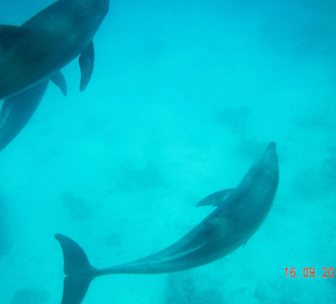 Delfine in Spiellaune