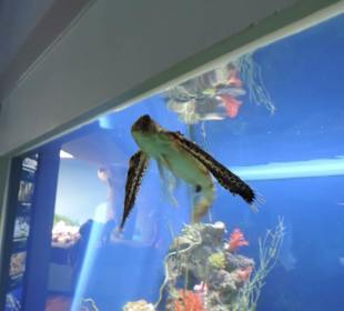 Im Aquarium unterwegs