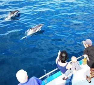 Swimming with dolphin 