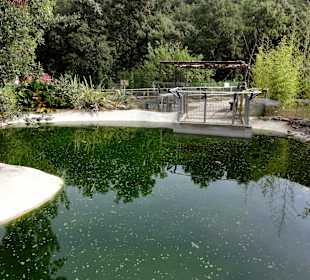 Der Teich der Knappschildkröten