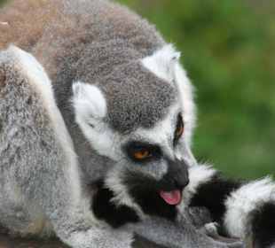 Freigehege der Kattas