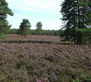 Wilseder Berg Heidelandschaft
