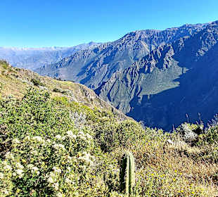 Colca-Canyon