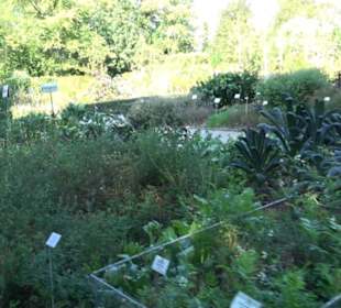 Botanischer Garten München