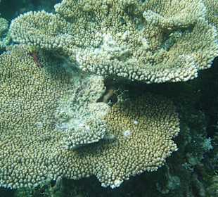 Schnorcheln am Riff Aquarium