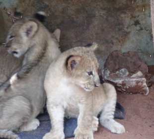Löwen Babys werden aufgezogen