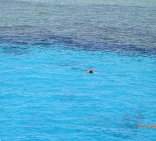 nichts außer Wasser und Fische