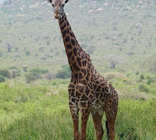 Giraffe