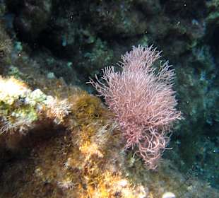 Šnorchlování v oblasti Kalithea