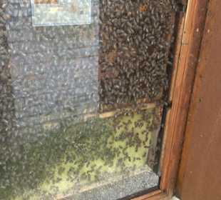 ALB-GOLD Naturgarten