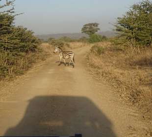 Löwenfutter im Nairobi Nationalpark