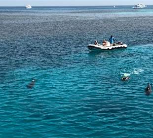 Dolphin House Aqua Center