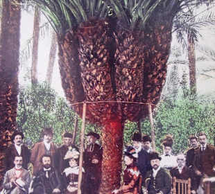 Parc la palmerie a Elche 