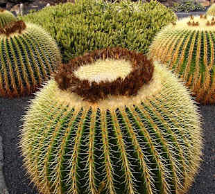 Jardin de Cactus