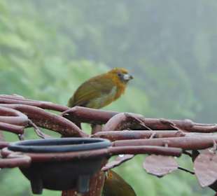 La Paz Waterfall Gardens