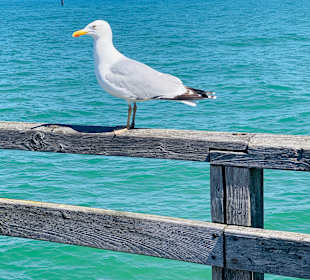 Seebrücke Graal-Müritz