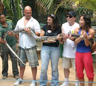 Reptilienshow mit einer Anaconda