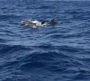 Dolphin Sailing 