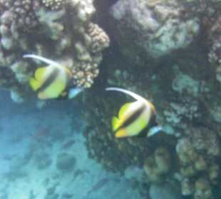 Schnorcheln Marsa Alam