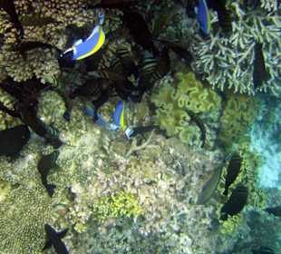 Am Hausriff Athuruga