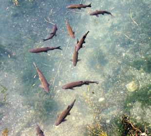Fische im klaren Hafenwasser
