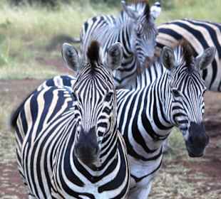 Zebras