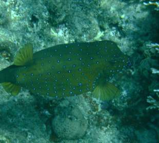 Kofferfisch