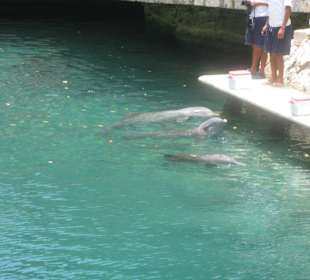 Schwimmen mit Delfinen kostet extra.