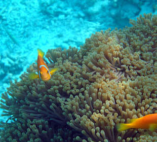 Maledivischer Anemonenfisch