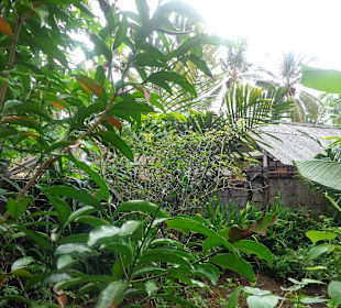 Blick auf die Plantage