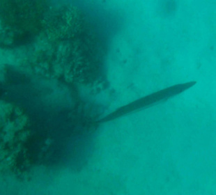 Beim Schnorcheln gesehen - Baraccudas