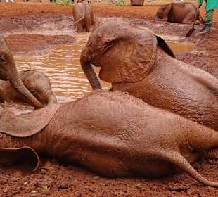 Schlamm baden, machen sie gern