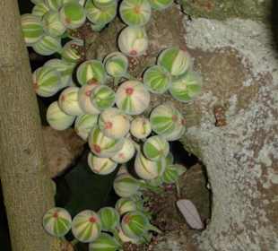 Botanischer Garten