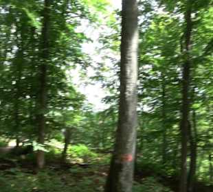 Burg Alt-Lichtenstein