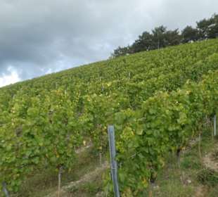 Unterwegs in den Weinbergen von Ramsthal