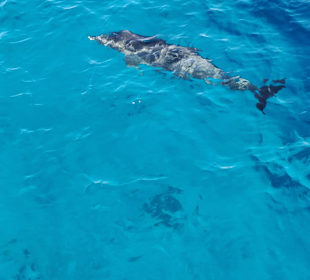 Delfin Tour Makadi Bay