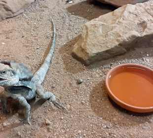 Reptilium in Landau in der Pfalz