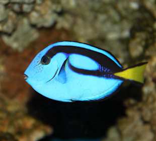 Рыба доктор