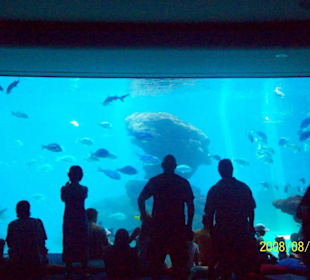 Aquarium Palma