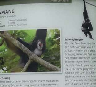 Tierpark Hellabrunn - Welt der Affen