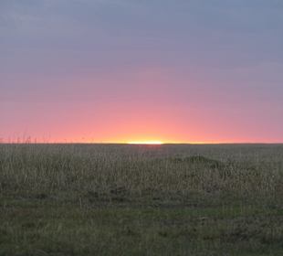 Sonnenuntergang in der Massai Mara