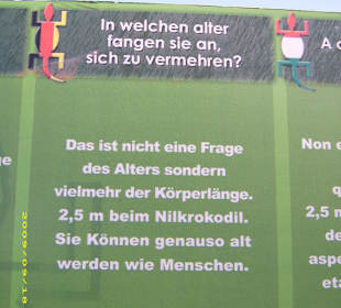 Infos über Krokodile