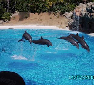 Loro Park Delphine Show