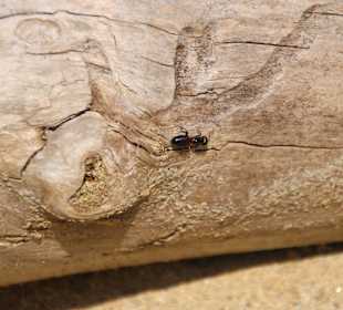 ...auch Insekten gefällt es hier!